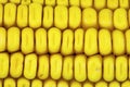 Yellow corn kernels macro background Royalty Free Stock Photo