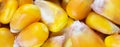 yellow corn kernels with visible details. Background or texture Royalty Free Stock Photo