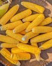 The yellow corn Royalty Free Stock Photo