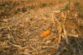 Cut leaves, corn and chaff lying on the ground during the autumn harvest of the maize crop. Royalty Free Stock Photo