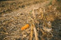 Cut leaves, corn and chaff lying on the ground during the autumn harvest of the maize crop. Royalty Free Stock Photo