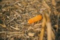 Cut leaves, corn and chaff lying on the ground during the autumn harvest of the maize crop. Royalty Free Stock Photo