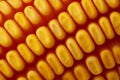 Yellow corn seed Royalty Free Stock Photo