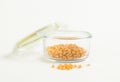 Yellow corn seed for popcorn in a glass bowl Royalty Free Stock Photo