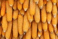 Yellow corn seeds is raw material agriculture Royalty Free Stock Photo