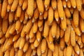 Yellow corn seeds is raw material produce Royalty Free Stock Photo