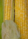 Yellow Corn skin pretty Royalty Free Stock Photo
