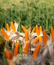 Yellow Corn are Staple Ingredient for Livestock Feed Royalty Free Stock Photo