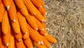 Yellow Corn are Staple Ingredient for Livestock. Royalty Free Stock Photo