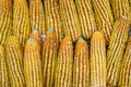 Yellow Corn are Staple Ingredient for Livestock. Royalty Free Stock Photo