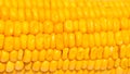 Yellow corn texture on white background. Sweet yellow corn seed closeup.