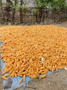 Yellow corn traditional farmer