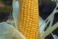 Yellow corn uncovered with green leaf on cob under sunlight at garden closeup