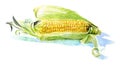 Yellow corn Royalty Free Stock Photo