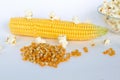 Yellow corn with grain isolated on white background Royalty Free Stock Photo