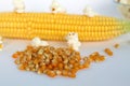 Yellow corn with grain isolated on white background Royalty Free Stock Photo