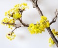 Yellow Cornelian cherry, European cornel or dogwood - bloomig tr Royalty Free Stock Photo