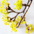 Yellow Cornelian cherry, European cornel or dogwood - bloomig tr Royalty Free Stock Photo