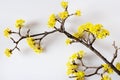 Yellow Cornelian cherry, European cornel or dogwood - bloomig tr Royalty Free Stock Photo