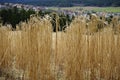 Yellow cornfield spring Royalty Free Stock Photo