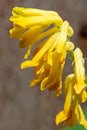 Yellow corydalis (pseudofumaria lutea) flowers