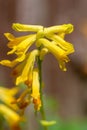 Yellow corydalis (pseudofumaria lutea) flowers