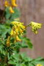 Yellow corydalis (pseudofumaria lutea) flowers