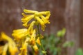 Yellow corydalis (pseudofumaria lutea) flowers