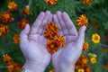 Yellow Cosmos bipinnatus flowers Garden cosmos or Mexican aster in woman hand on blurred colorful nature background Royalty Free Stock Photo