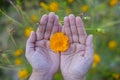 Yellow Cosmos bipinnatus flowers Garden cosmos or Mexican aster in woman hand on blurred colorful nature background Royalty Free Stock Photo