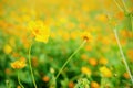 Yellow cosmos blooming with blurred background