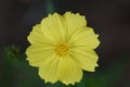 Yellow Cosmos caudatus