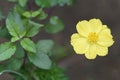 Yellow Cosmos caudatus