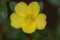 Yellow Cosmos caudatus