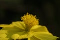 Yellow Cosmos caudatus