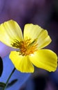 Yellow Cosmos flower Royalty Free Stock Photo