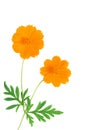 yellow cosmos flower