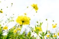 Yellow cosmos flower blooming in garden field with blurred background Royalty Free Stock Photo