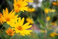 Yellow cosmos flower blooming in garden field with blurred background. Selective focus Royalty Free Stock Photo