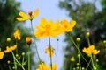 Yellow Cosmos flower Royalty Free Stock Photo