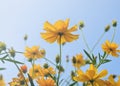 Yellow cosmos flower with blue sky