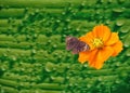Yellow cosmos flower  with brown butterfly   ,nature background Royalty Free Stock Photo
