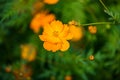 Yellow cosmos flower,Comos spp,Compositae Royalty Free Stock Photo