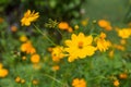 Yellow cosmos flower. Cosmic Orange Cosmos Flowers is blooming in the garden. Beautiful and bright orange cosmos flowers field. Royalty Free Stock Photo