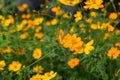 Yellow cosmos flower. Cosmic Orange Cosmos Flowers is blooming in the garden. Beautiful and bright orange cosmos flowers field. Royalty Free Stock Photo