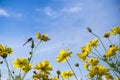 Yellow cosmos flower and dragonfly. Royalty Free Stock Photo