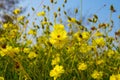 Yellow Cosmos flower Royalty Free Stock Photo