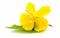 Yellow cosmos flower isolated on white background. Royalty Free Stock Photo