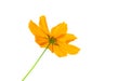 Yellow cosmos flower isolated on white background Royalty Free Stock Photo