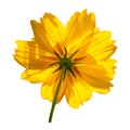 Yellow cosmos flower isolated on white Royalty Free Stock Photo